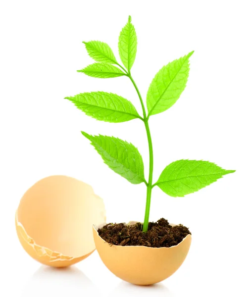 Reen plant in eggshell — Stock Photo, Image