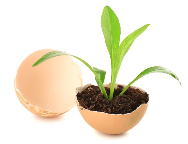 Reen planta em casca de ovo — Fotografia de Stock