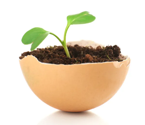 Reen plant in eggshell — Stock Photo, Image