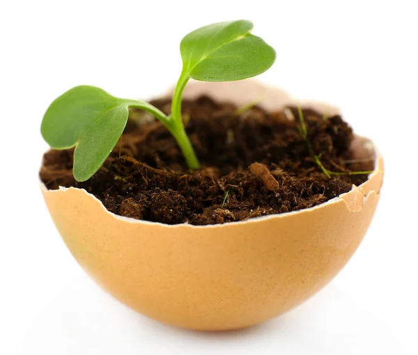 Reen plant in eggshell — Stock Photo, Image