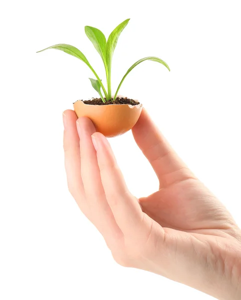 Human with green plant — Stock Photo, Image