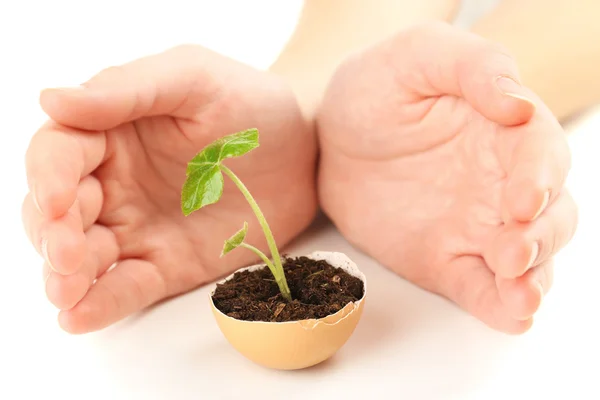 Human with green plant — Stock Photo, Image