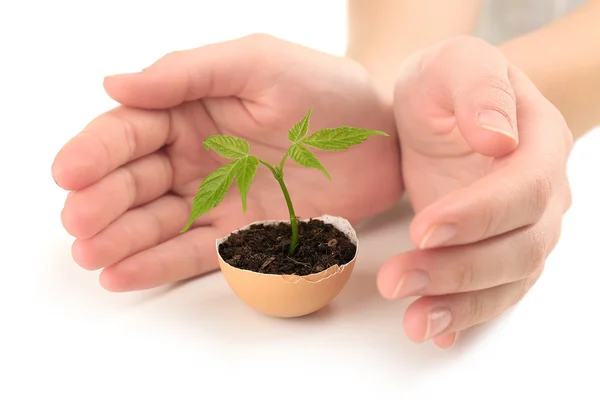 Human with green plant — Stock Photo, Image