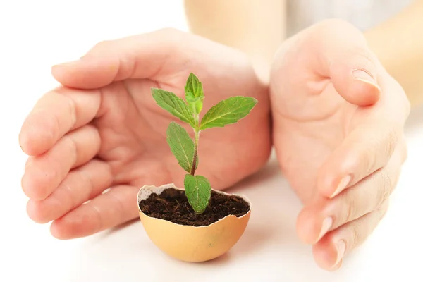 Human with green plant — Stock Photo, Image