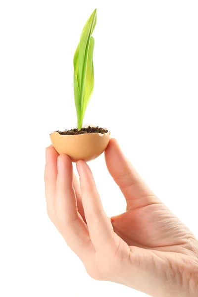 Human with green plant — Stock Photo, Image