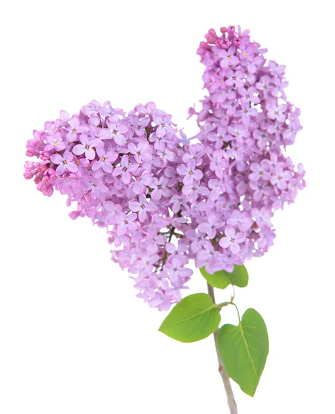 Beautiful lilac flowers — Stock Photo, Image