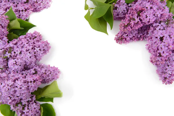 Beautiful lilac flowers — Stock Photo, Image