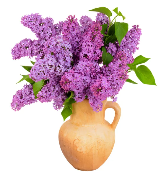 Beautiful lilac flowers — Stock Photo, Image