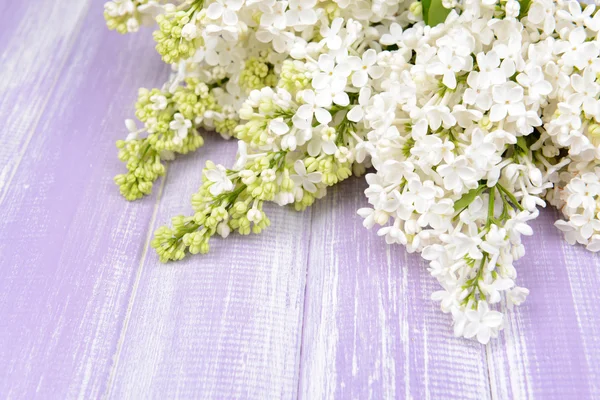 Beautiful lilac flowers — Stock Photo, Image