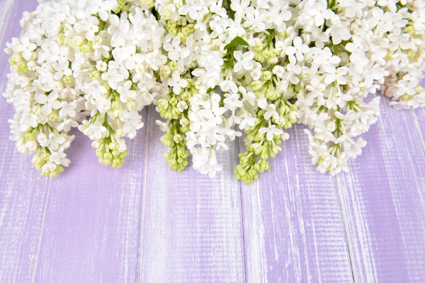 Beautiful lilac flowers — Stock Photo, Image