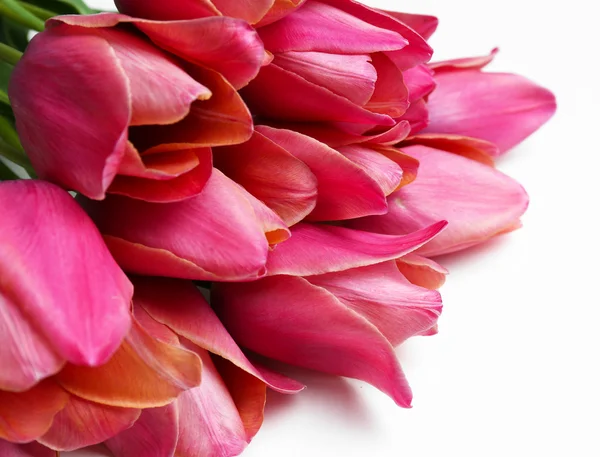 Beautiful pink tulips, isolated on white — Stock Photo, Image