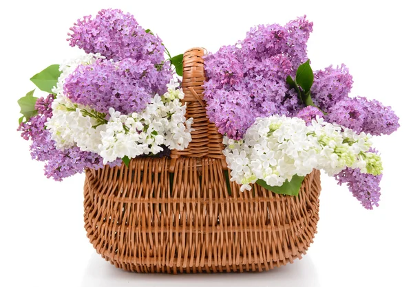 Beautiful lilac flowers Stock Picture