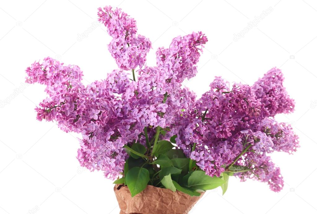 Beautiful lilac flowers in paper bag isolated on white