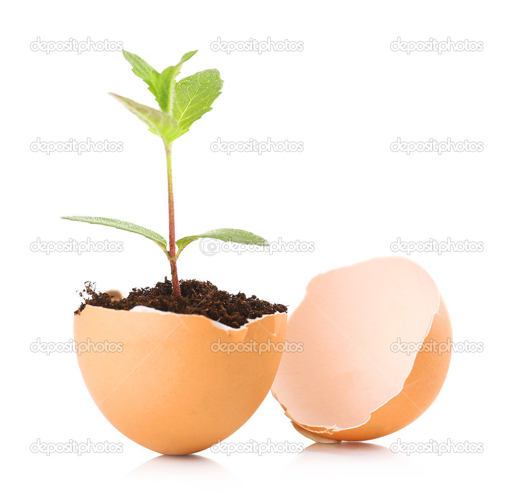 Reen plant in eggshell