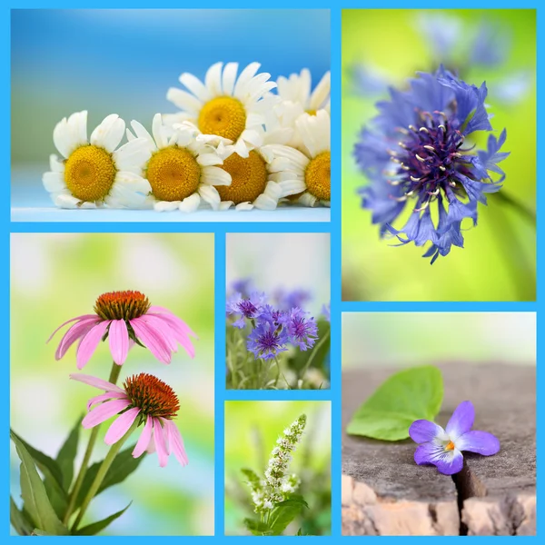 Collage van wilde bloemen — Stockfoto