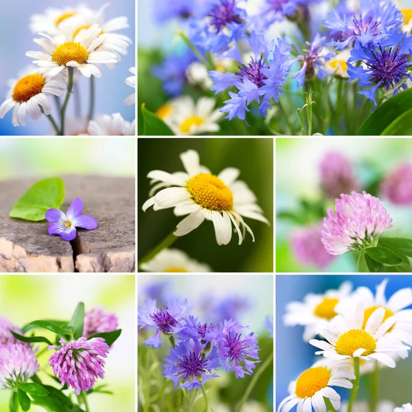 Collage of wildflowers — Stock Photo, Image