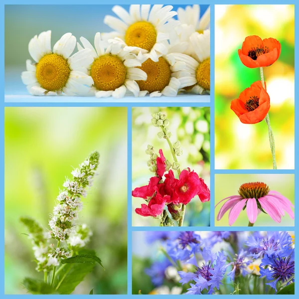 Collage av blommor — Stockfoto