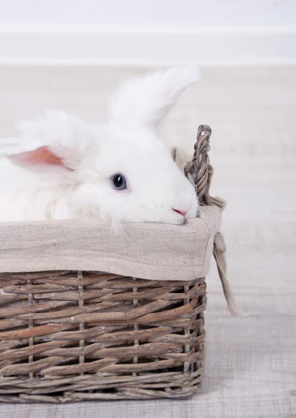 White cute rabbit in basket, close up — Stock Photo, Image
