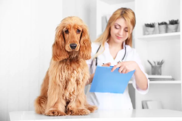 Vackra unga kvinnliga veterinär med hund i kliniken — Stockfoto