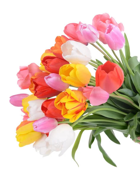 Schöne Tulpen im Eimer isoliert auf weiß — Stockfoto