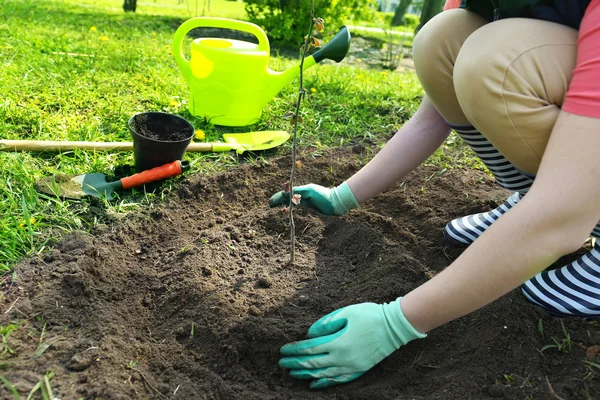 Gardener planting tree in spring — Stock Photo, Image