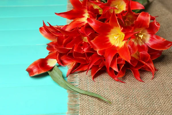 Beautiful red tulips on blue wooden background — Stock Photo, Image