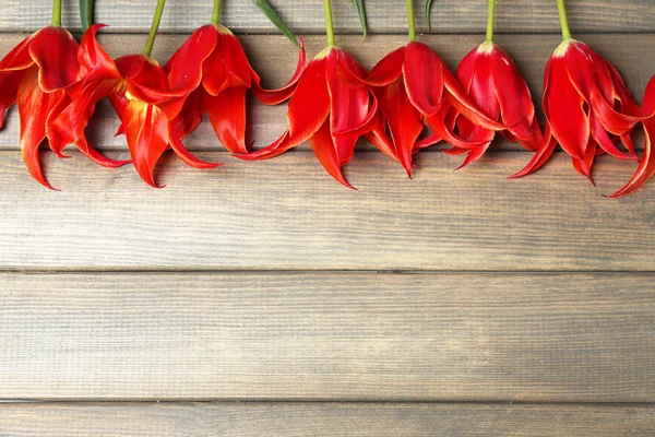 Красиві червоні тюльпани на дерев'яному фоні — стокове фото