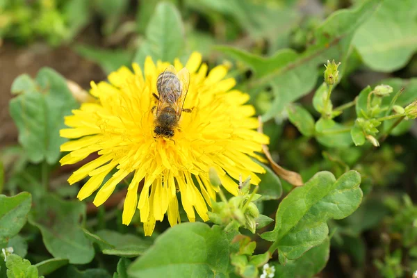 Ape sul fiore di tarassaco, all'aperto — Foto Stock