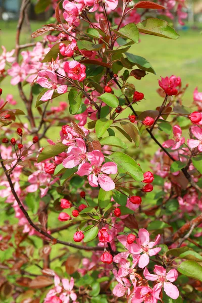 Vakker vårblomst, utendørs – stockfoto