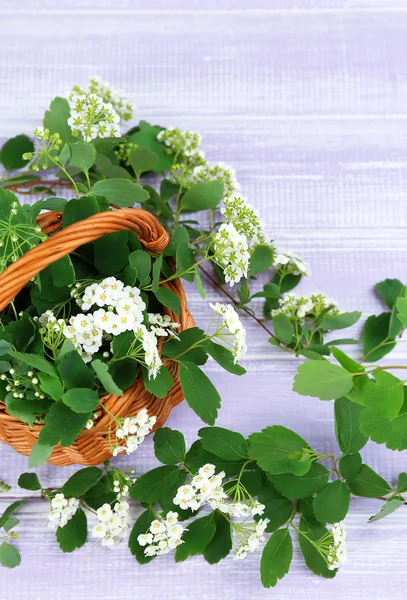 Lindas flores de spirea na mesa de madeira, close-up — Fotografia de Stock