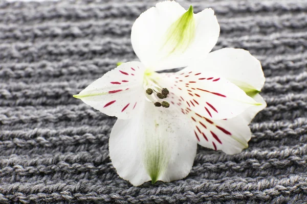 編み物のファブリックの背景に美しい花 — ストック写真