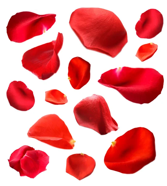 Beautiful red rose petals, isolated on white — Stock Photo, Image