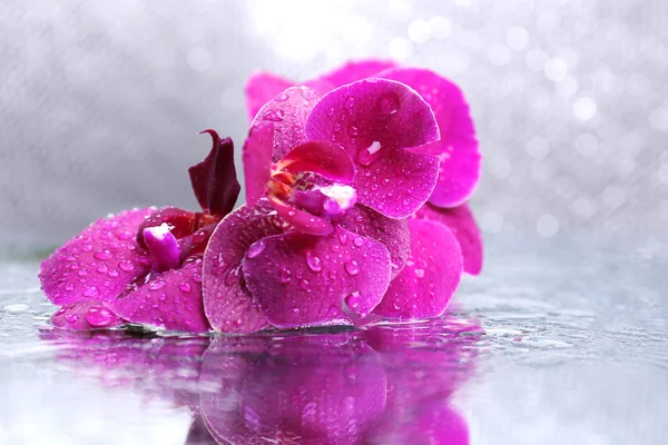 Hermosa orquídea floreciente con gotas de agua sobre fondo de color claro — Foto de Stock
