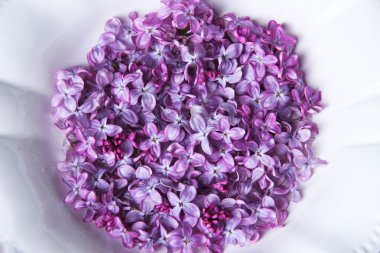 renkli ahşap zemin üzerinde beyaz tabakta güzel Eflatun çiçekler