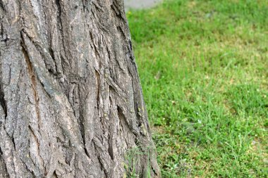 güzel bahar çimen açık havada