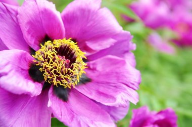 açık havada güzel çiçeği