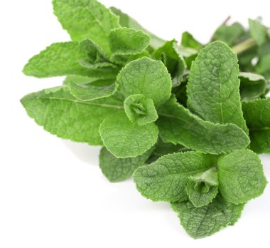 Beyazda izole edilmiş nane