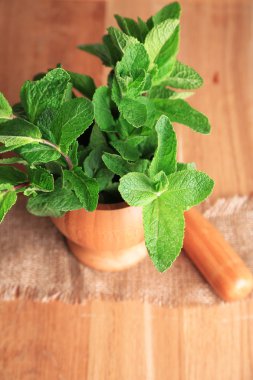 Beyazda izole edilmiş nane