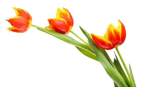 Beautiful tulips isolated on white — Stock Photo, Image