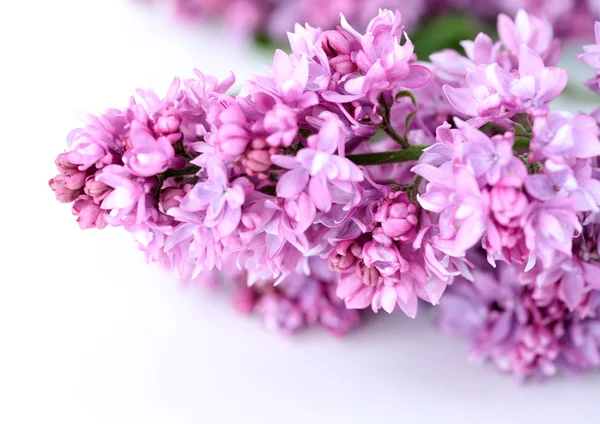 Belles fleurs lilas isolées sur blanc — Photo