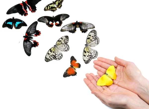 Butterfly on hands — Stock Photo, Image