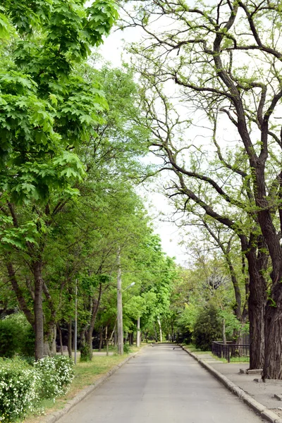 Callejón en el parque al aire libre — Foto de Stock