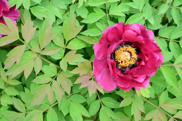 Hermosa flor al aire libre — Foto de Stock