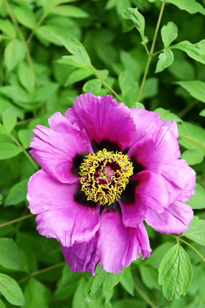 Beautiful blossom outdoors — Stock Photo, Image