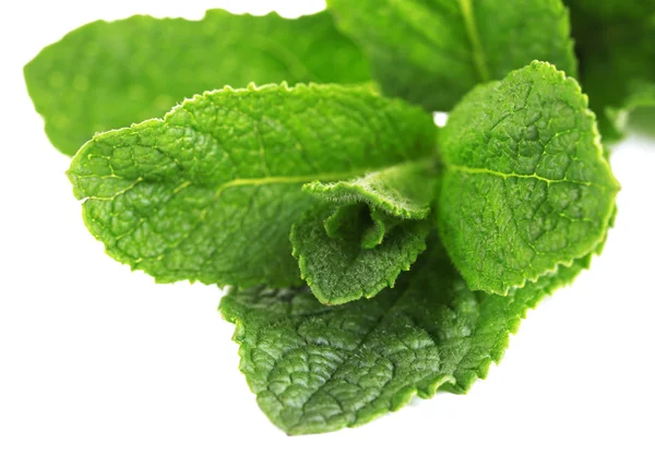 Menta isolata su bianco — Foto Stock