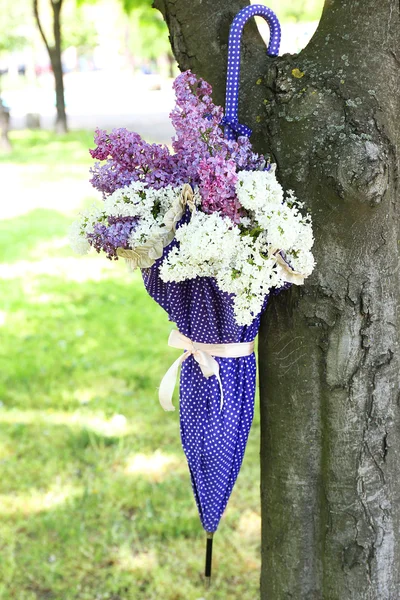 Piękne kwiaty bzu w parasol na drzewie w parku — Zdjęcie stockowe