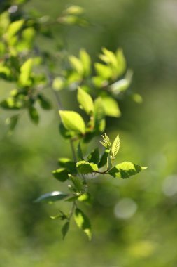 güzel bahar yaprakları açık havada ağaç üzerinde