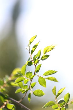 güzel bahar yaprakları açık havada ağaç üzerinde