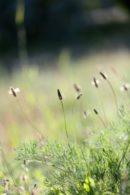 güzel yeşil çimen, açık havada