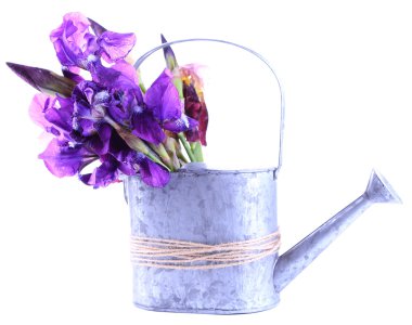 sulama olabilir, üzerinde beyaz izole mor iris çiçeği.